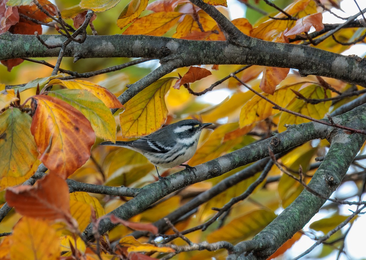 Black-throated Gray Warbler - ML645619082