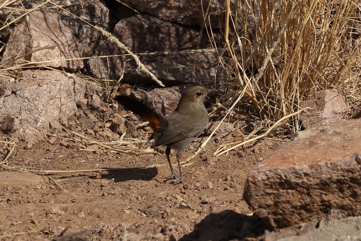 Indian Robin - ML645619085