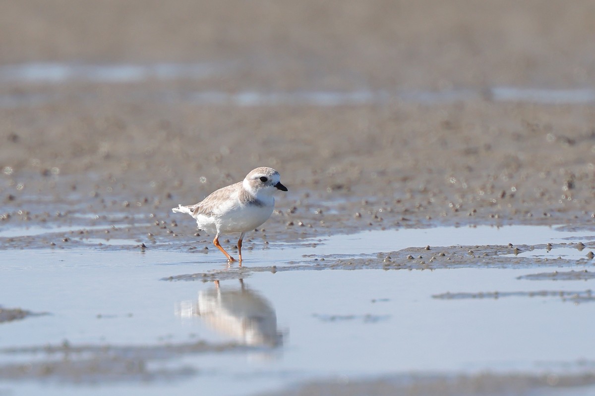 Islıkçı Cılıbıt - ML645619093