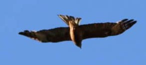 Square-tailed Kite - ML645619101