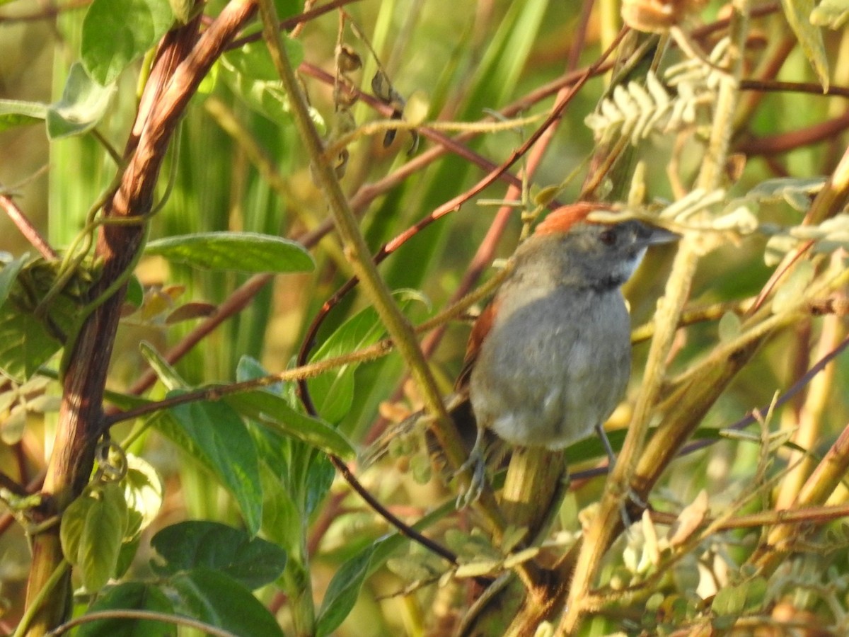 Cinereous-breasted Spinetail - ML645619111