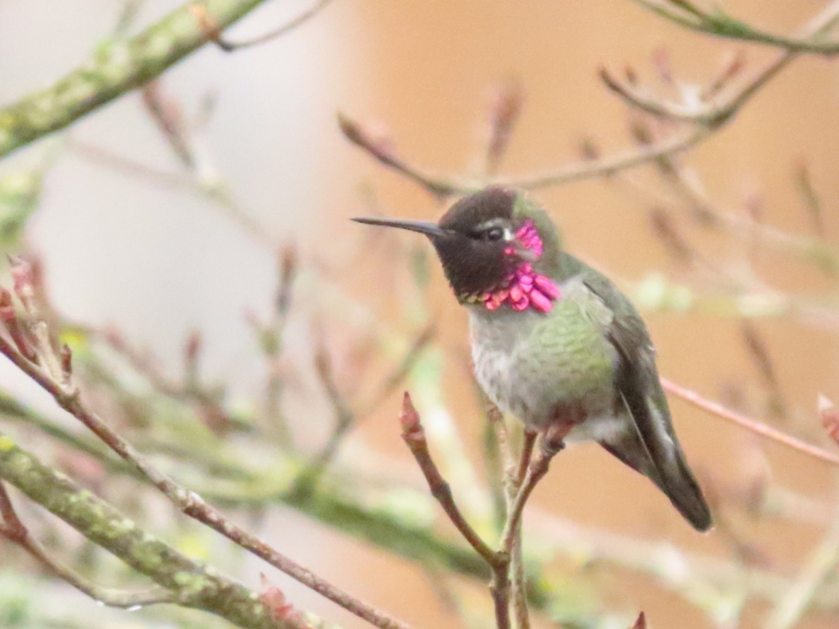 Anna's Hummingbird - ML645619112