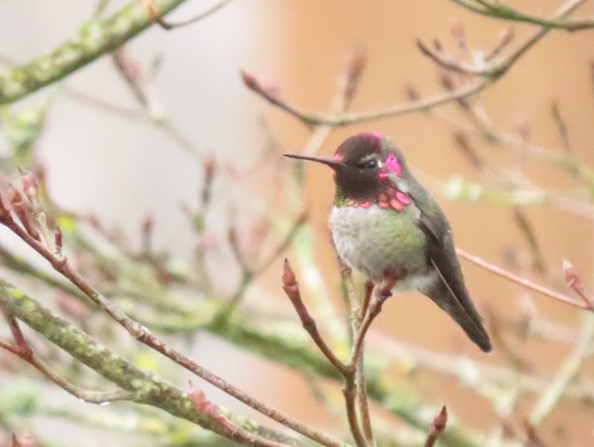 Anna's Hummingbird - ML645619113