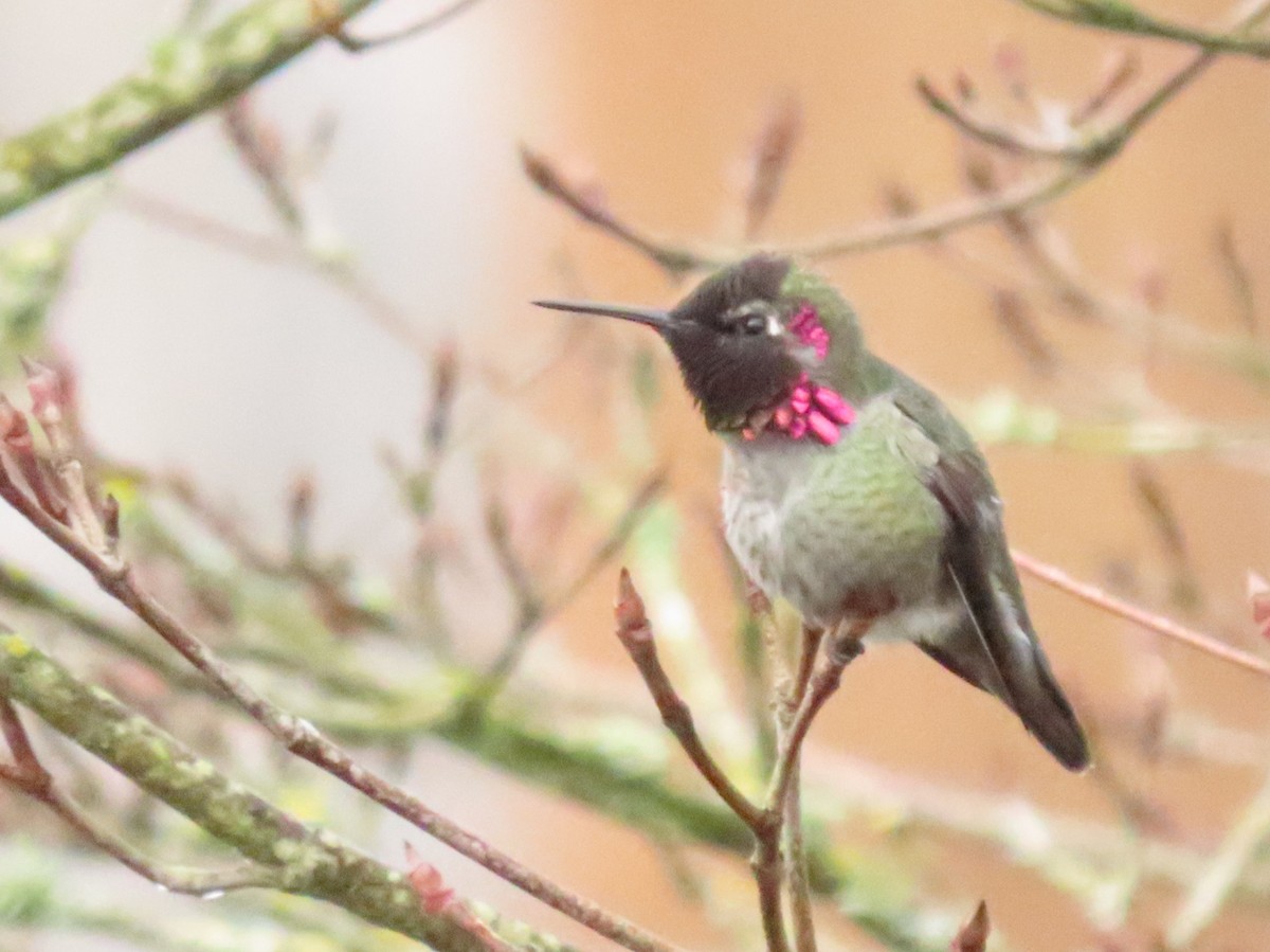 Anna's Hummingbird - ML645619114