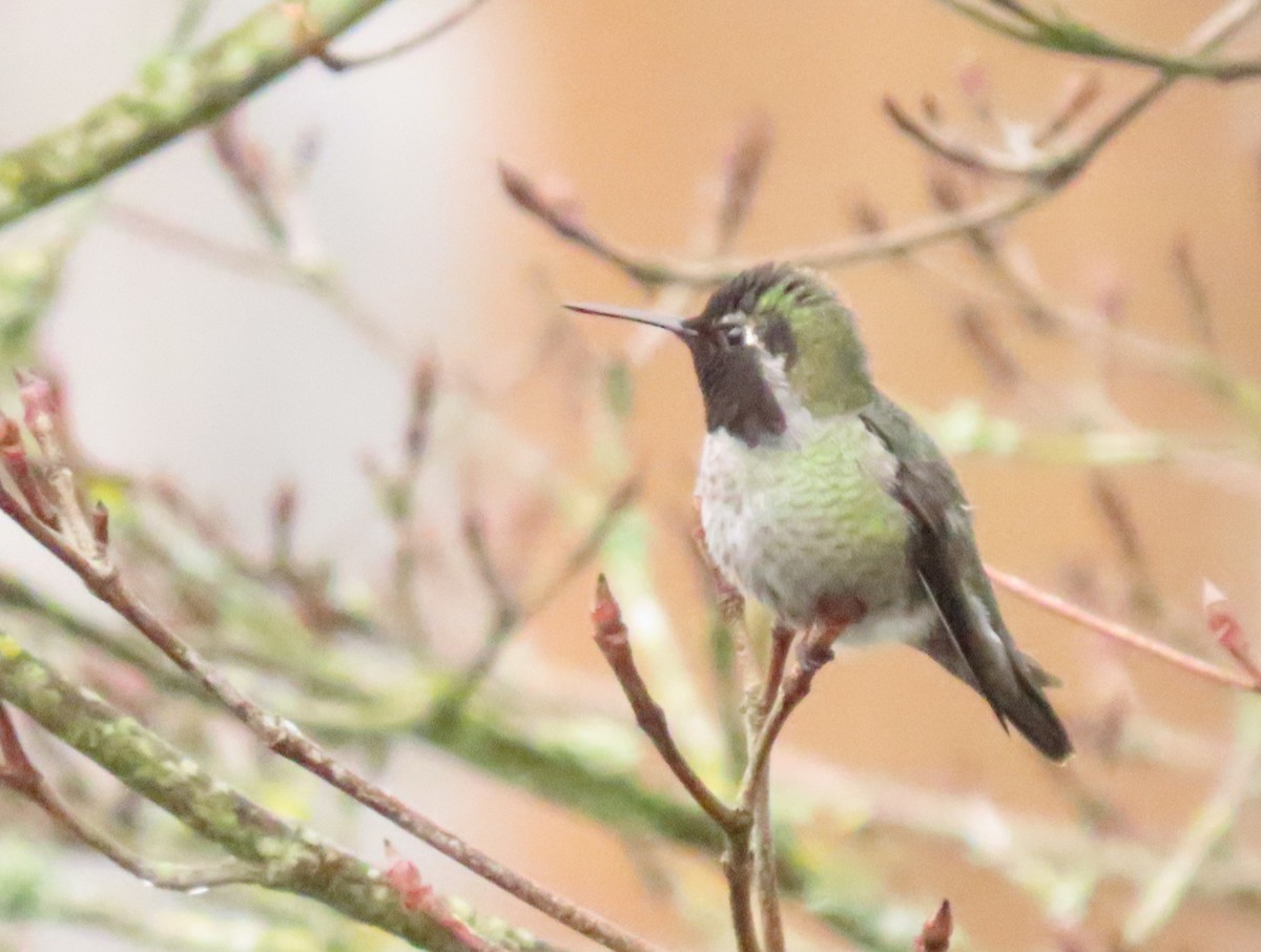 Anna's Hummingbird - ML645619115