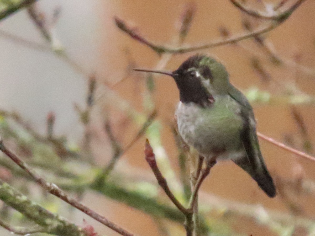 Anna's Hummingbird - ML645619116