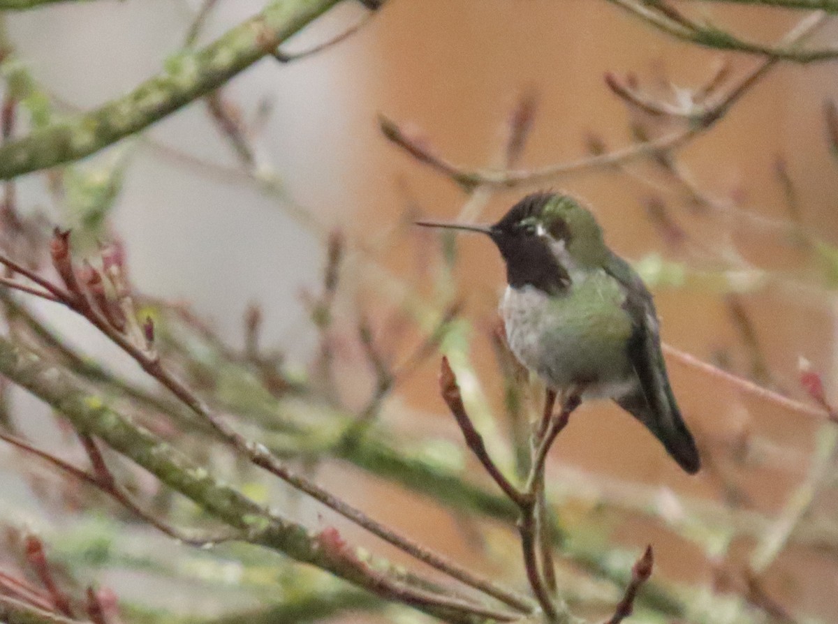Anna's Hummingbird - ML645619117