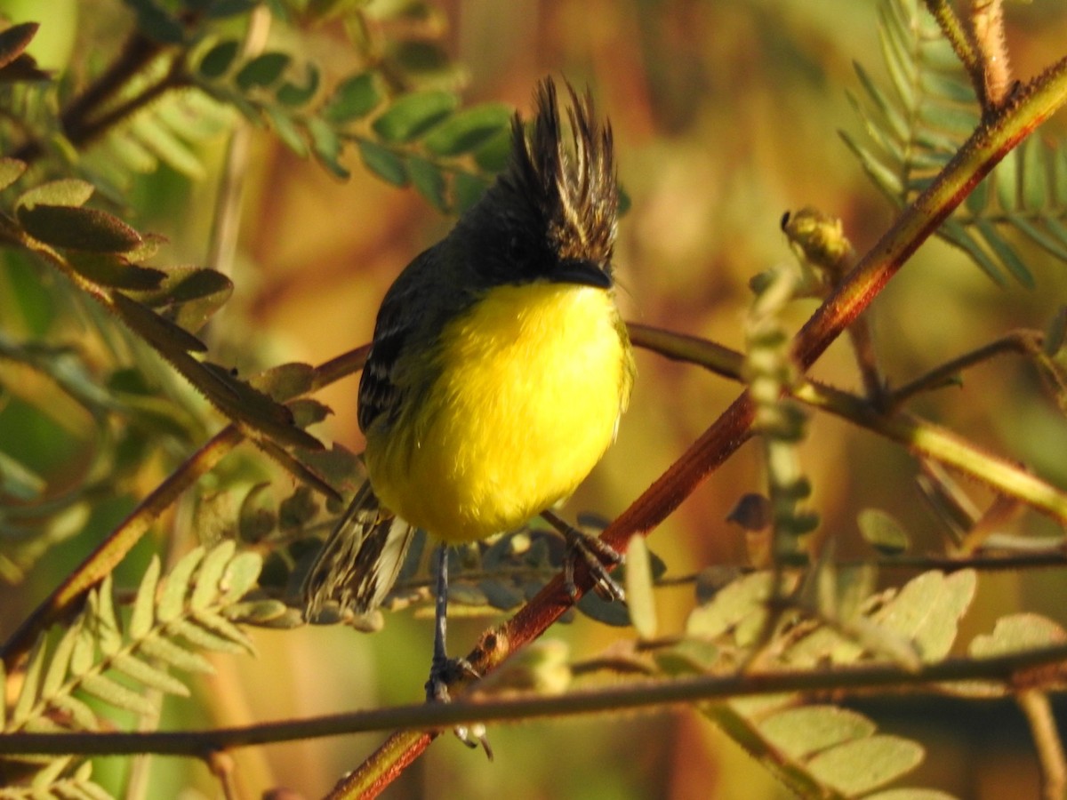 Crested Doradito - ML645619123