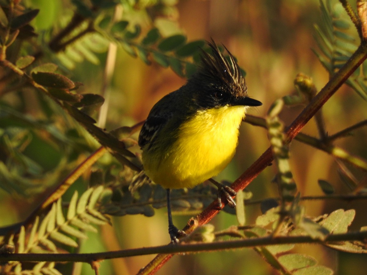 Crested Doradito - ML645619125