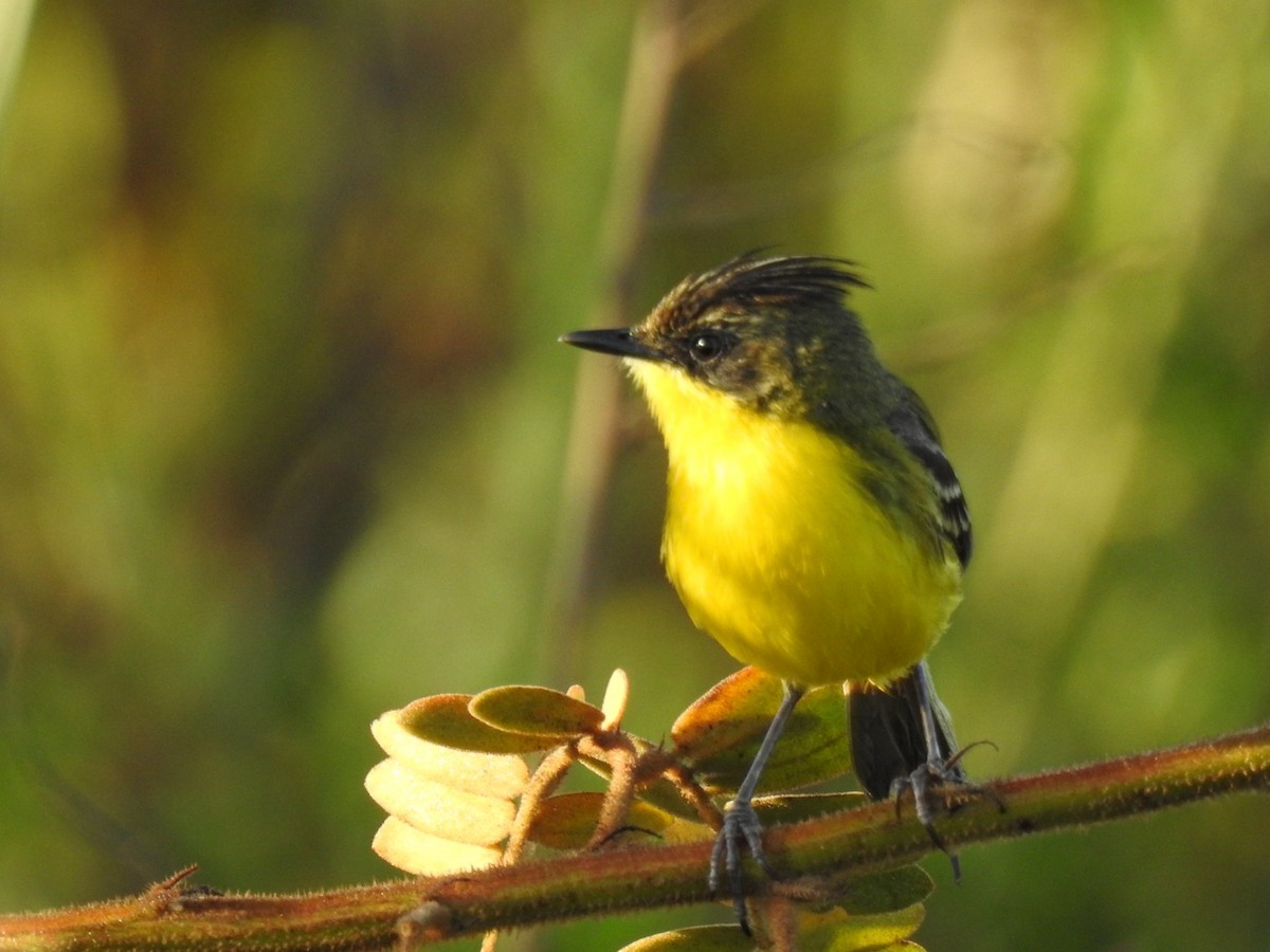 Crested Doradito - ML645619126