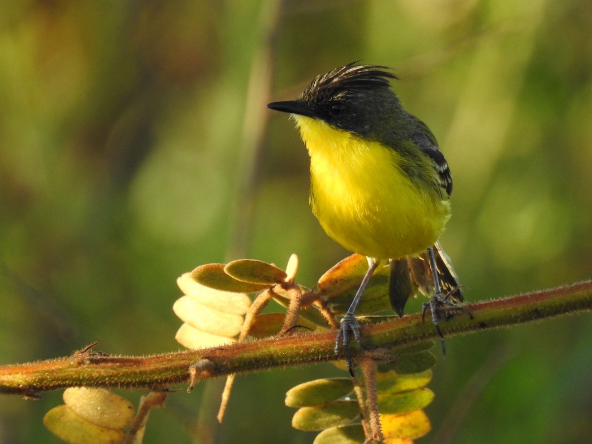 Crested Doradito - ML645619127