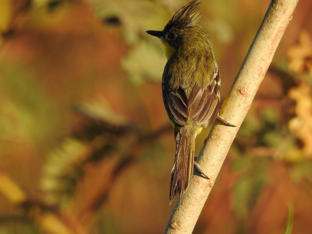 Crested Doradito - ML645619128
