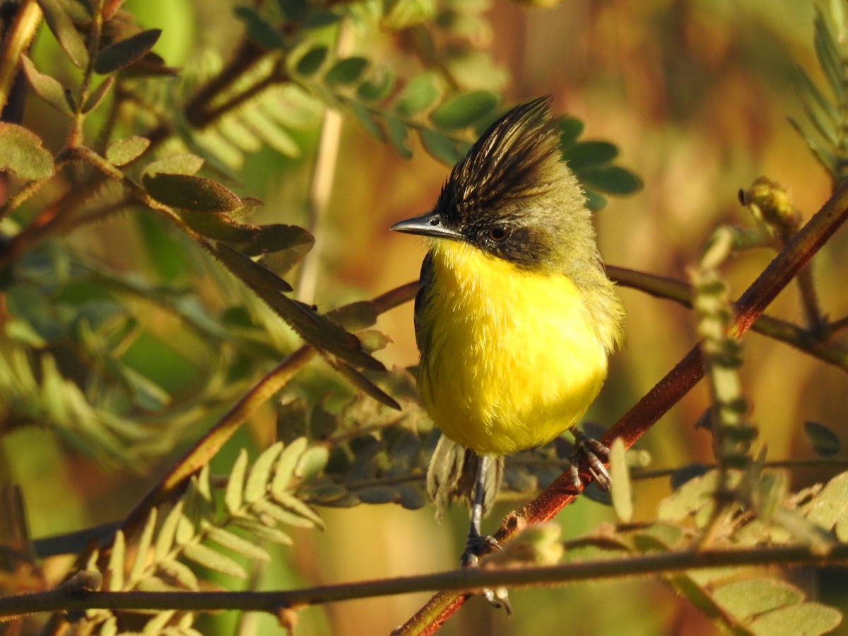 Crested Doradito - ML645619129