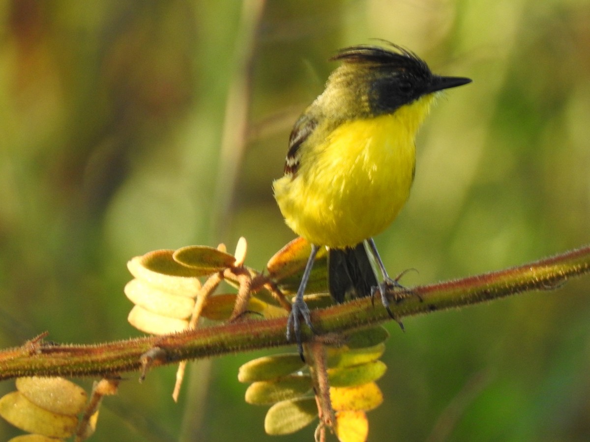 Crested Doradito - ML645619130