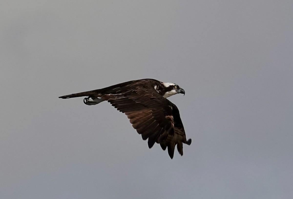 fiskeørn - ML645619142