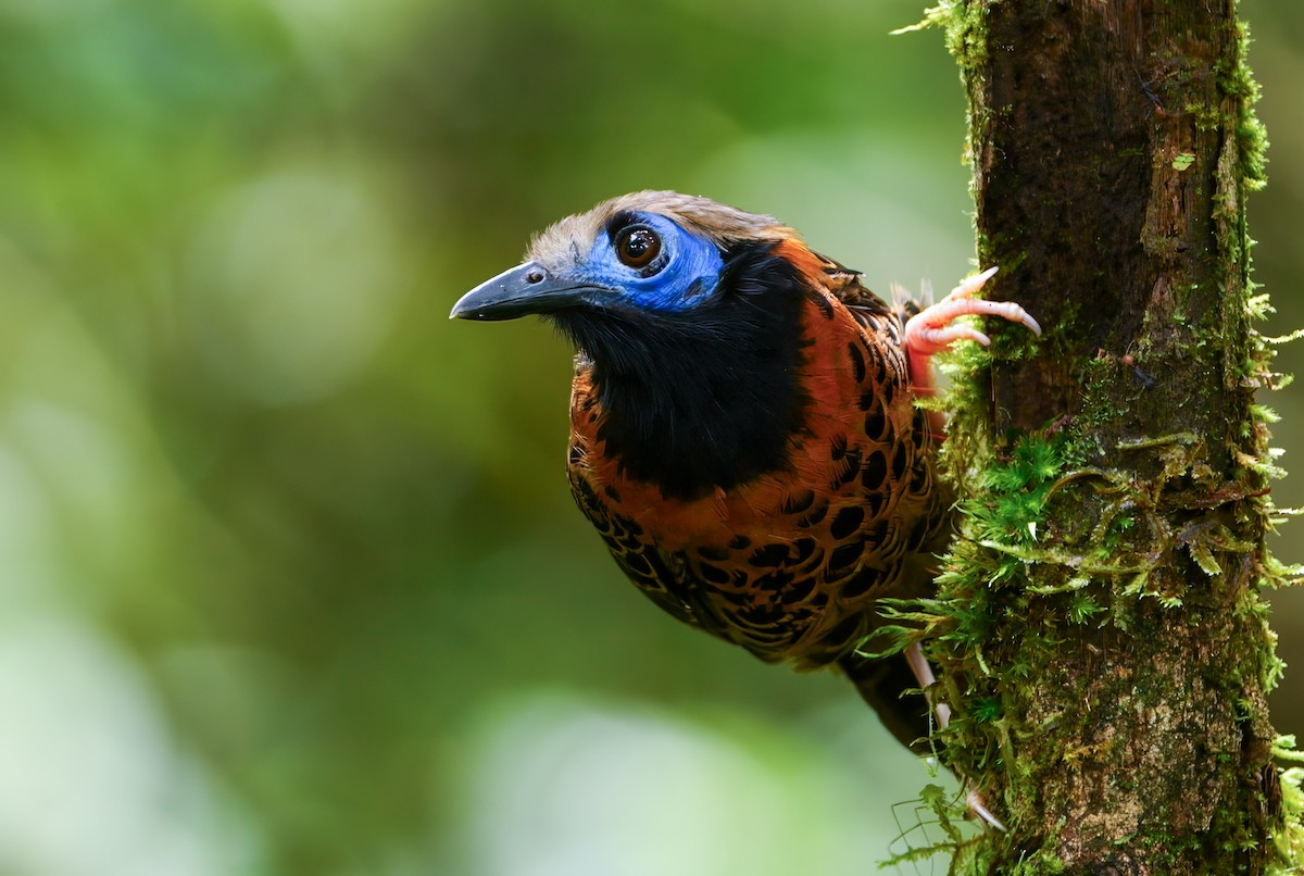 blåmaskemaurvokter - ML645619147