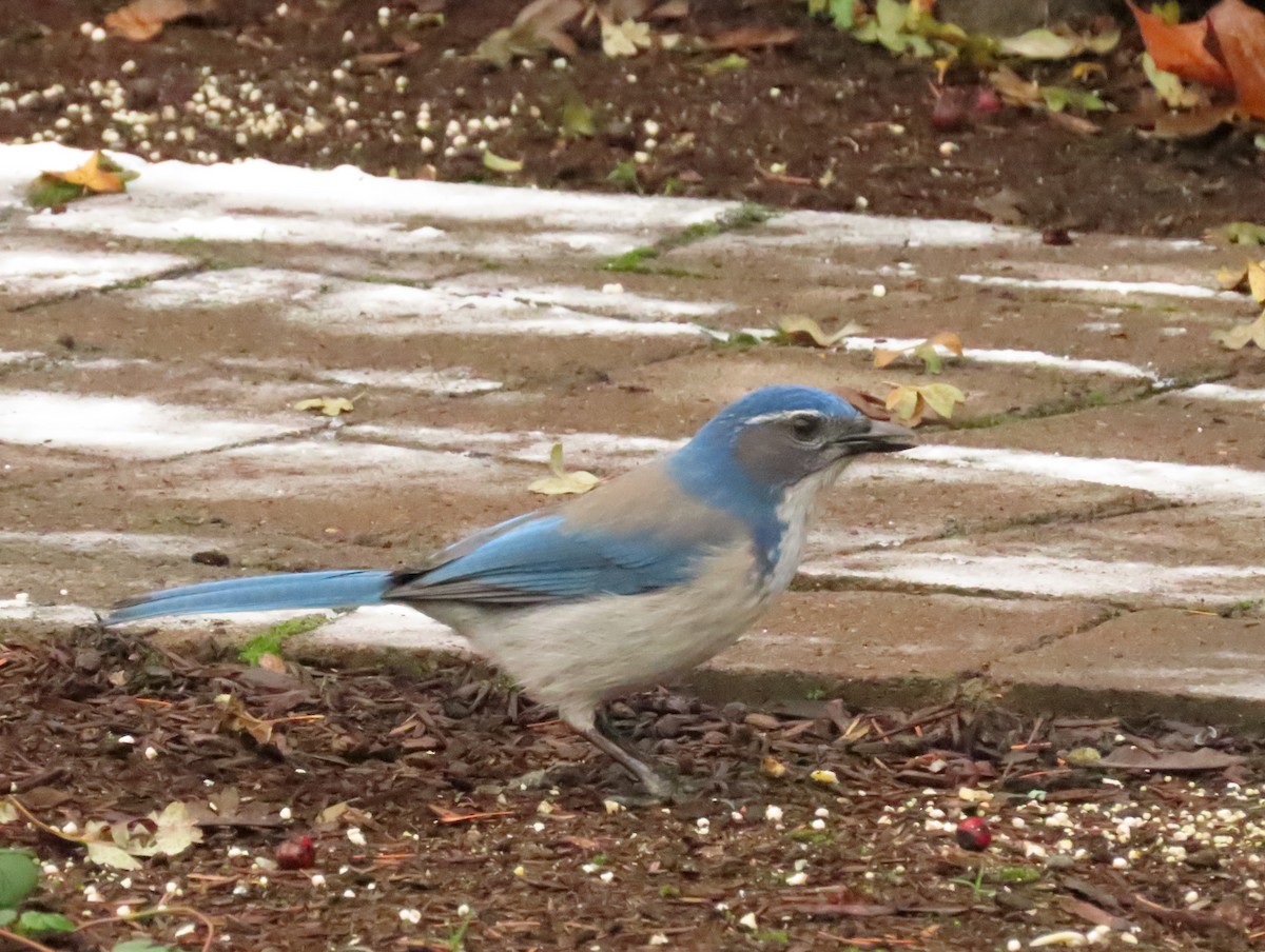 krattskrike - ML645619148