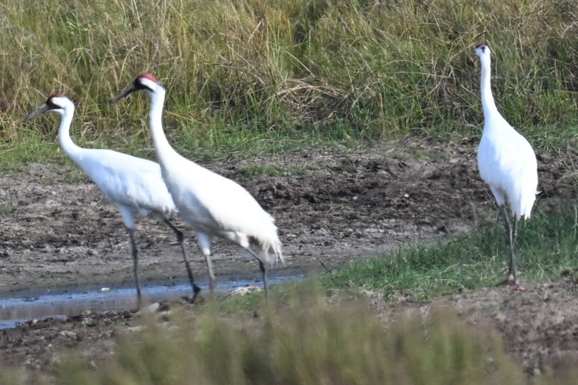 trompettrane - ML645619149