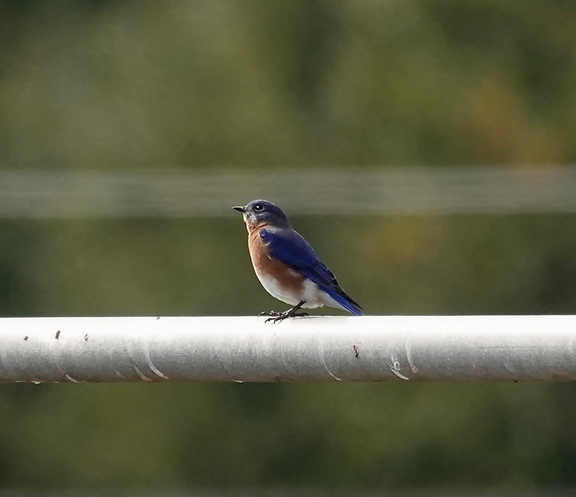 østblåfugl - ML645619154