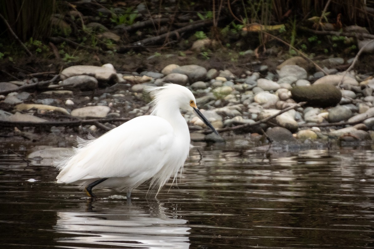 snøhegre - ML645619155