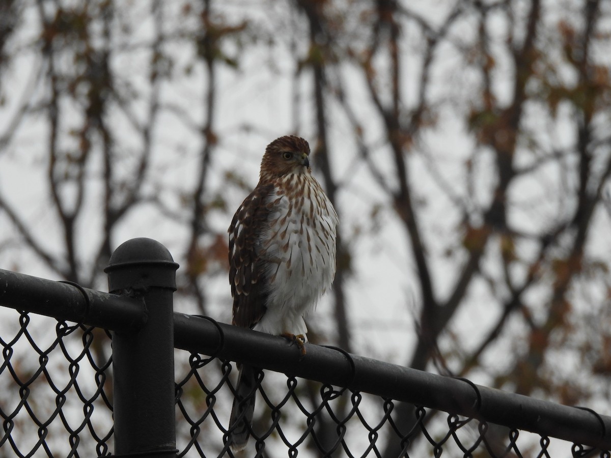 trostehauk - ML645619156