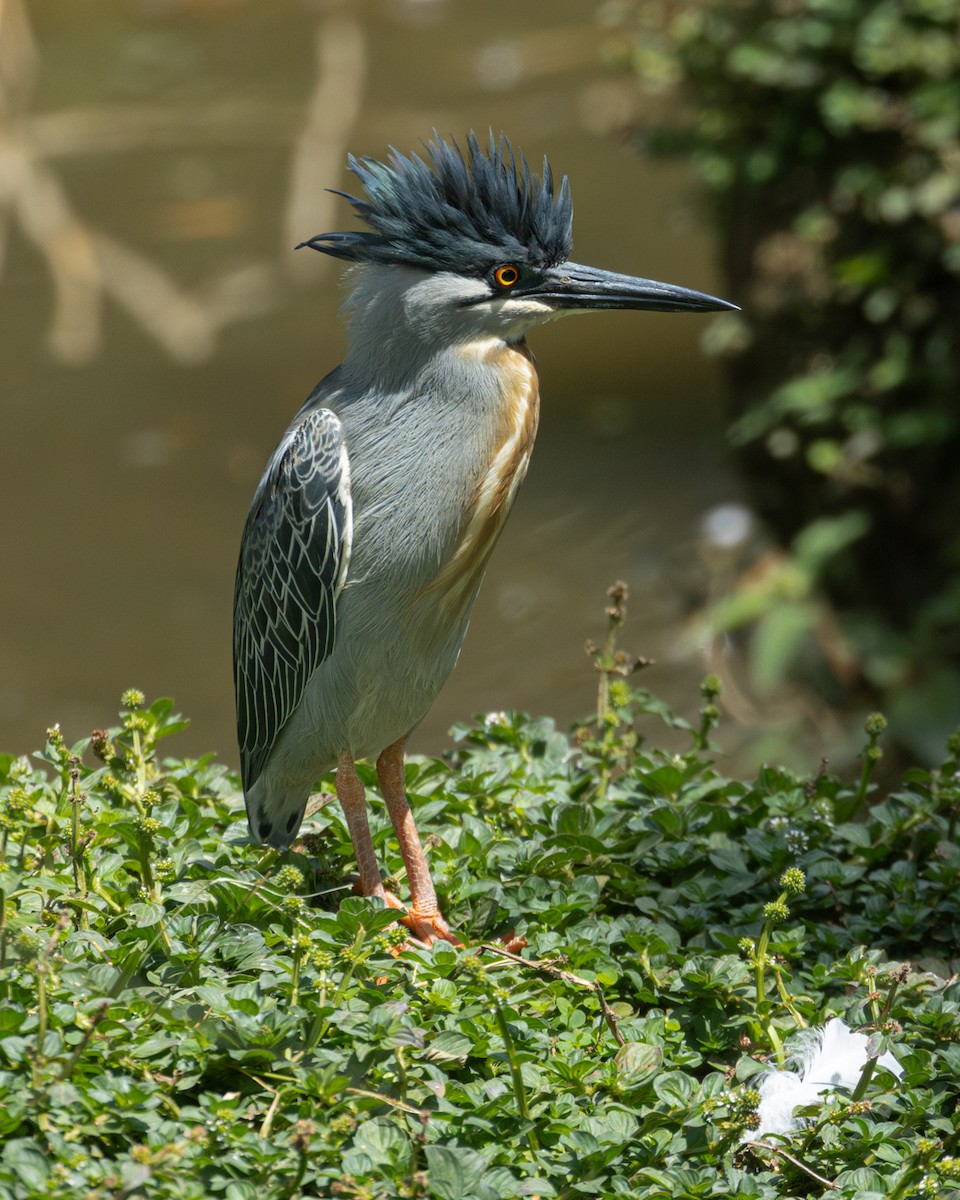 krabbehegre - ML645619157