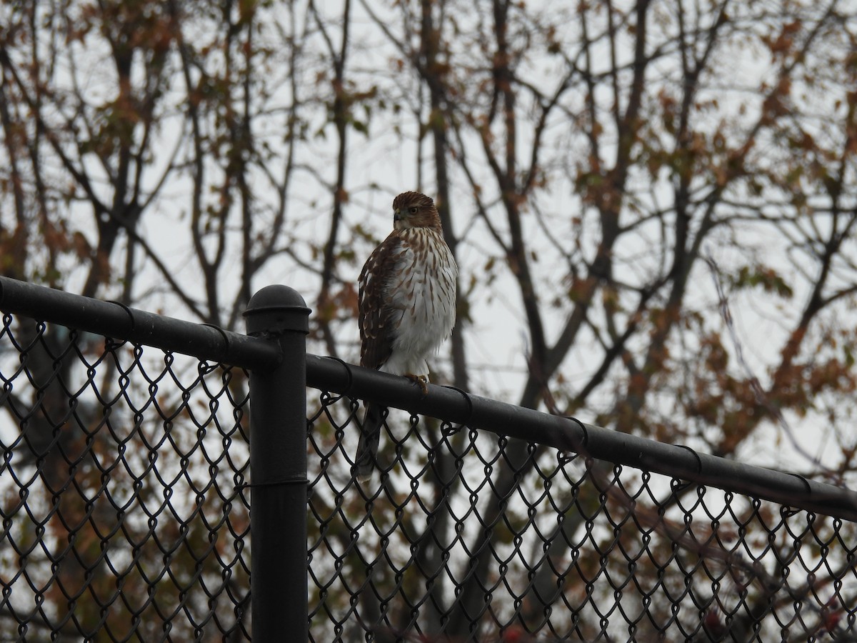 trostehauk - ML645619161