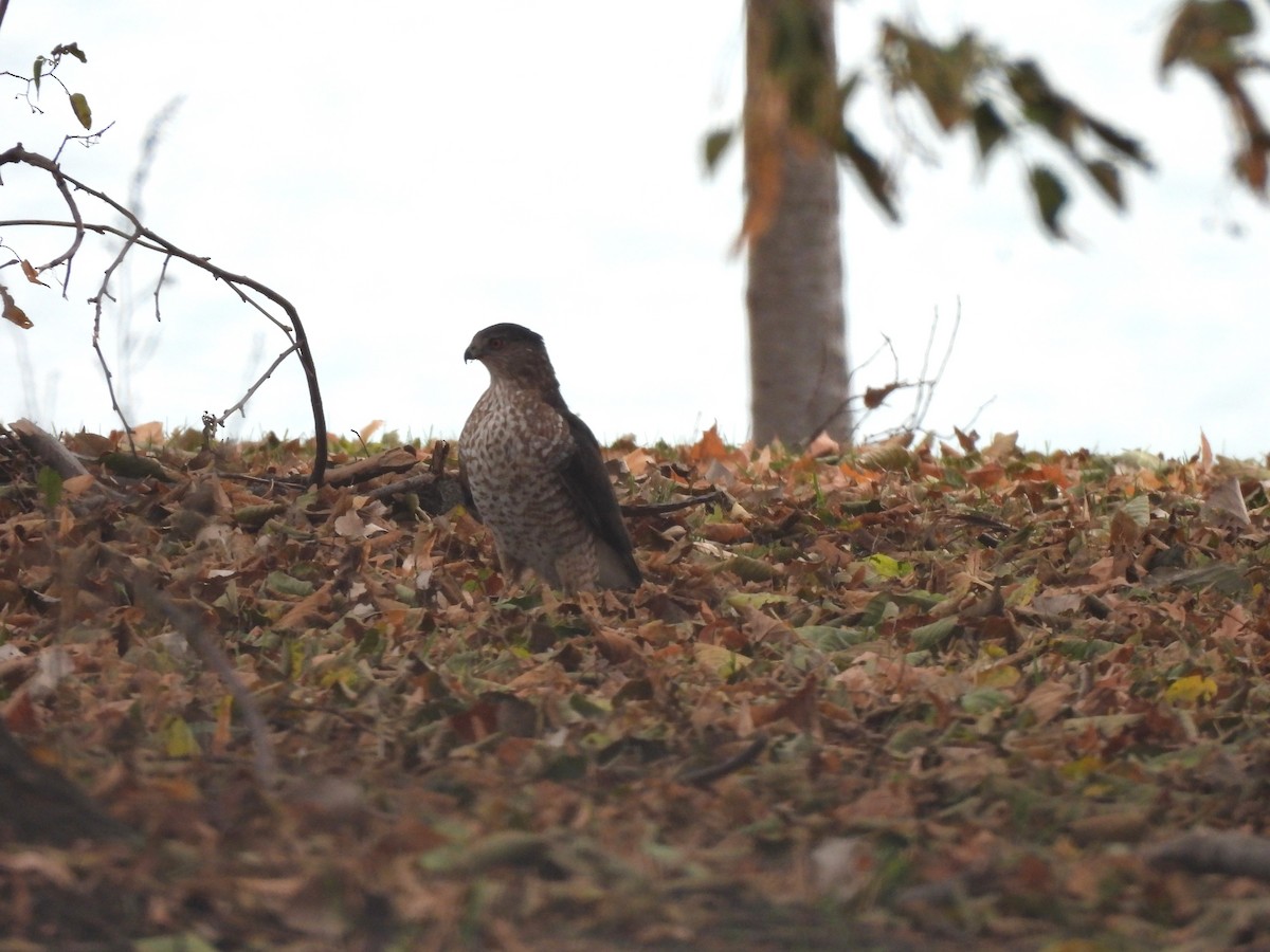 trostehauk - ML645619163