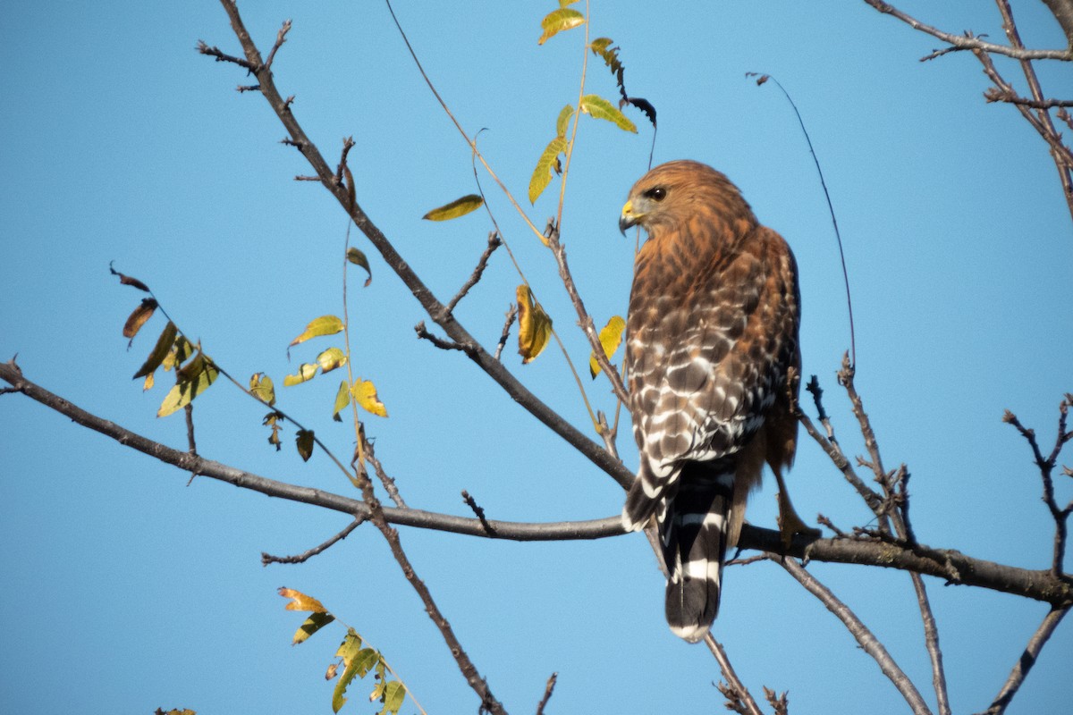 rødvingevåk - ML645619164