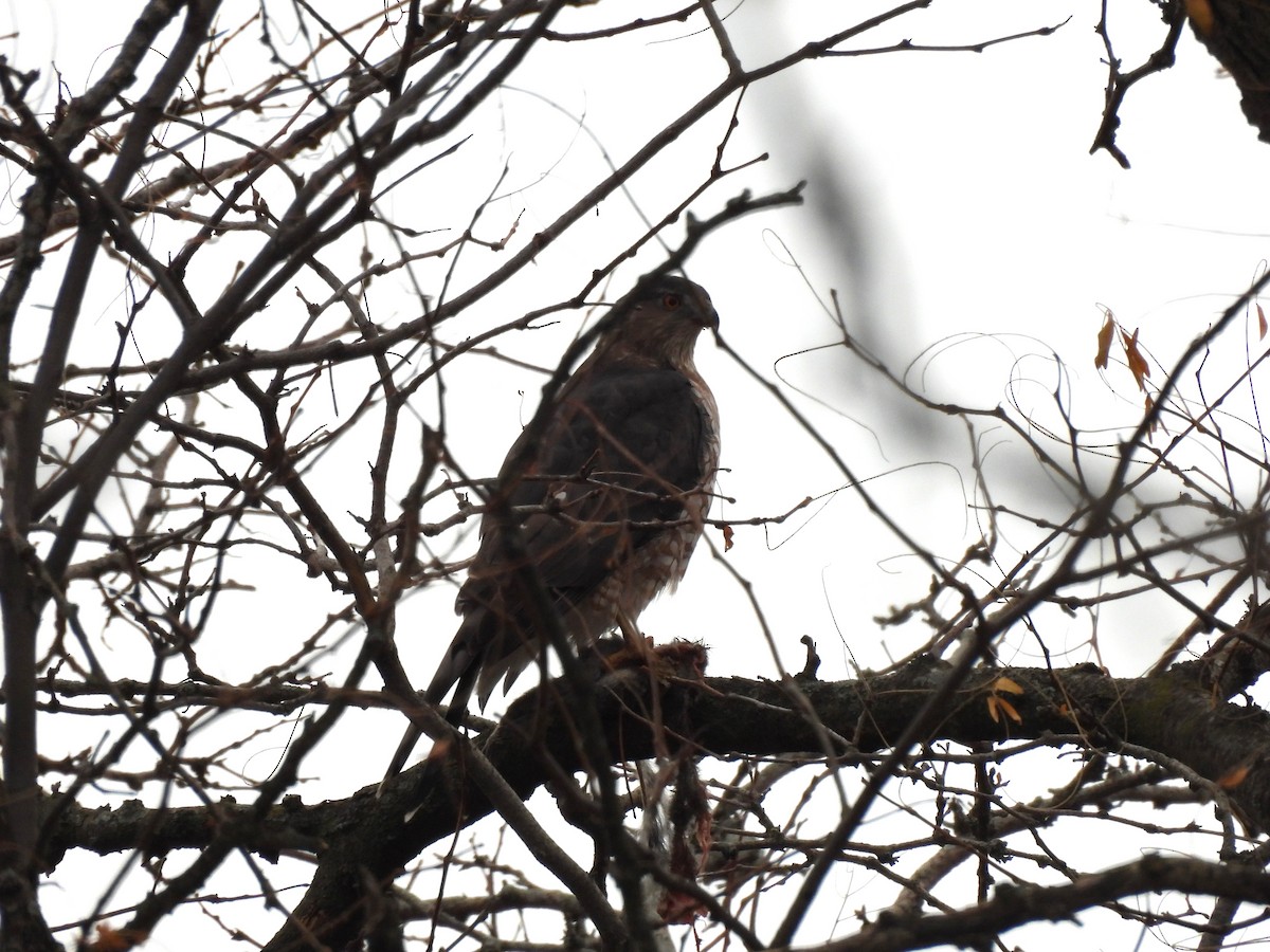 trostehauk - ML645619167