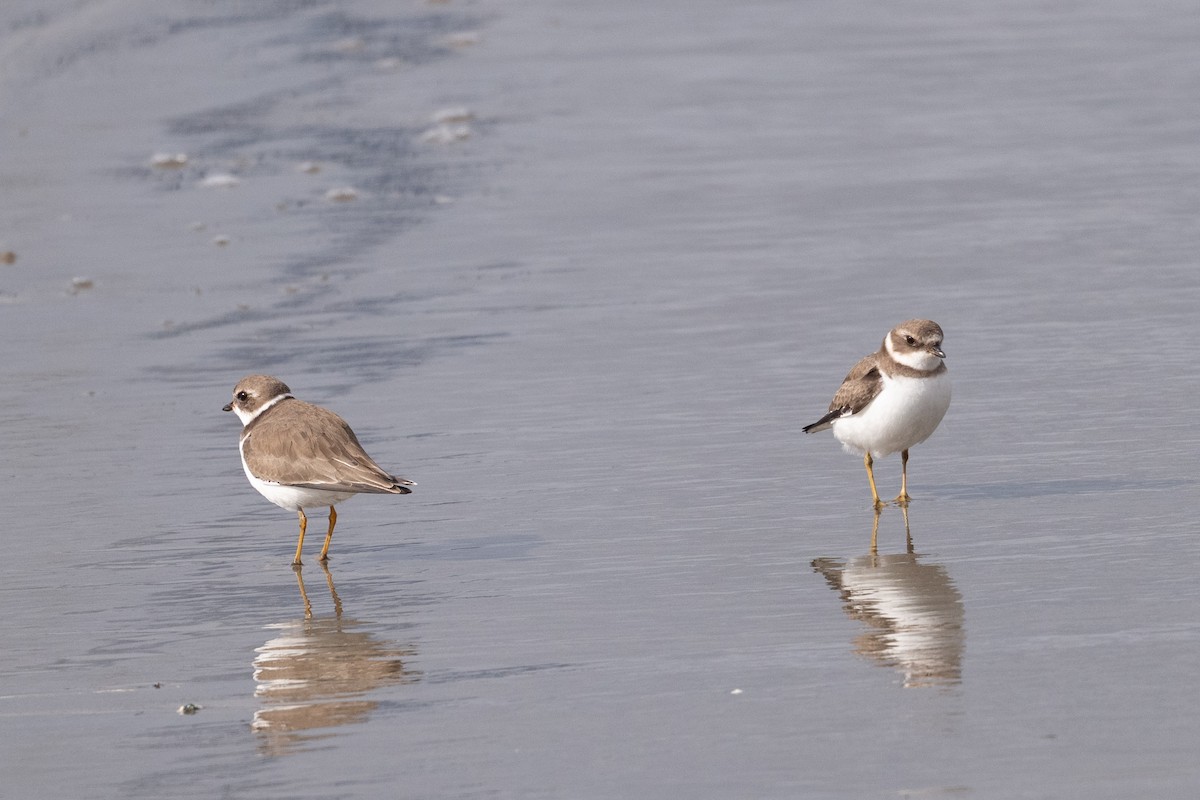 amerikasandlo - ML645619168