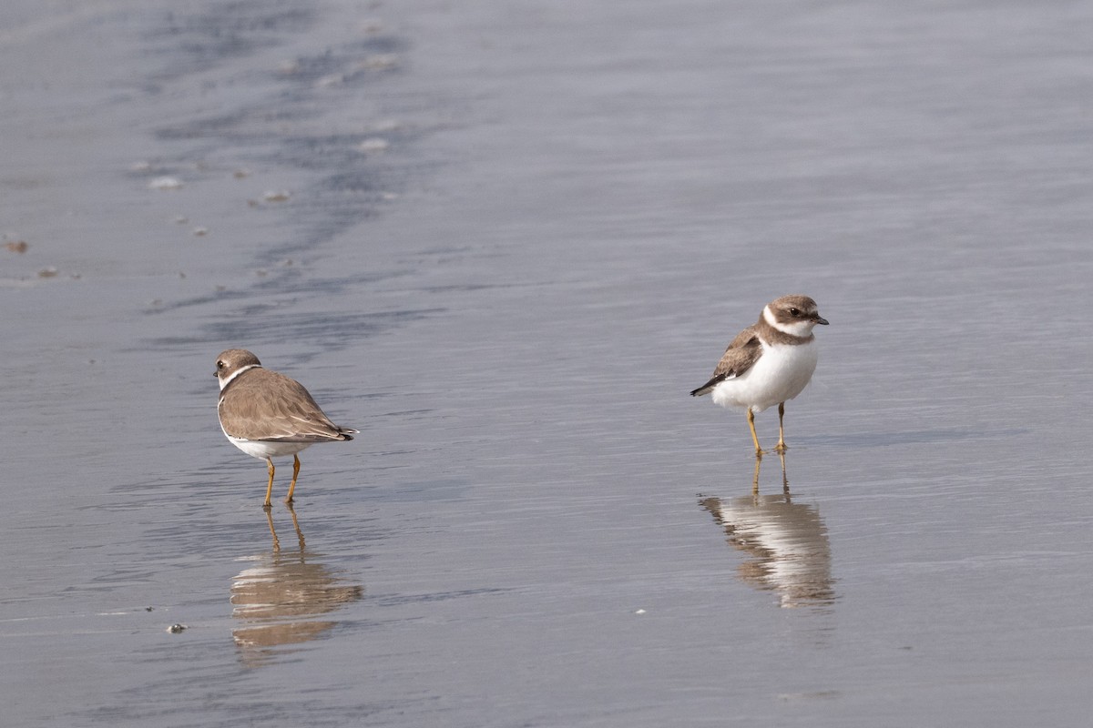 amerikasandlo - ML645619169