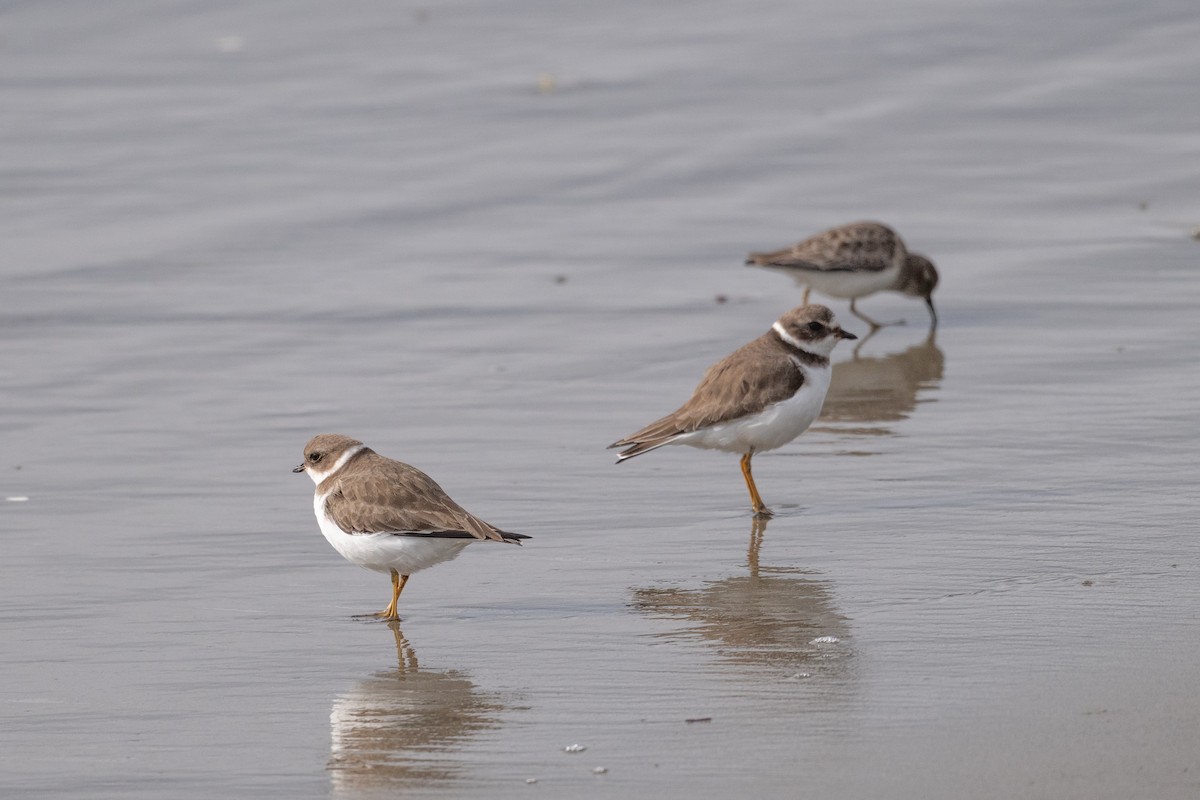 amerikasandlo - ML645619170