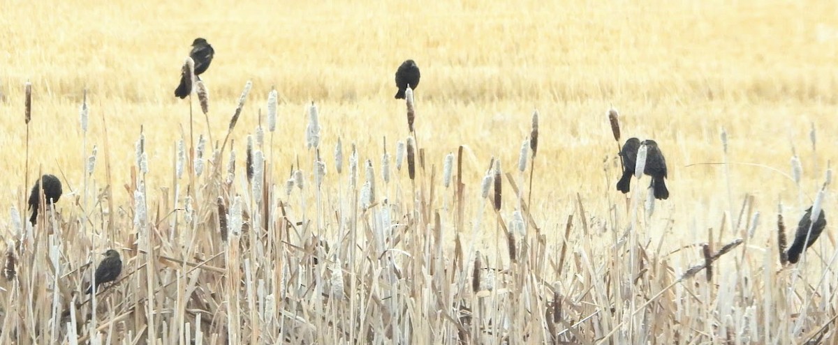 rødvingetrupial - ML645619171