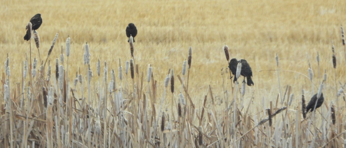 rødvingetrupial - ML645619172