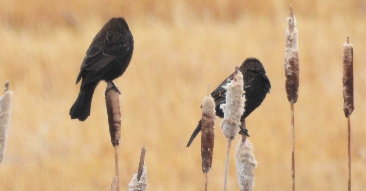 rødvingetrupial - ML645619173