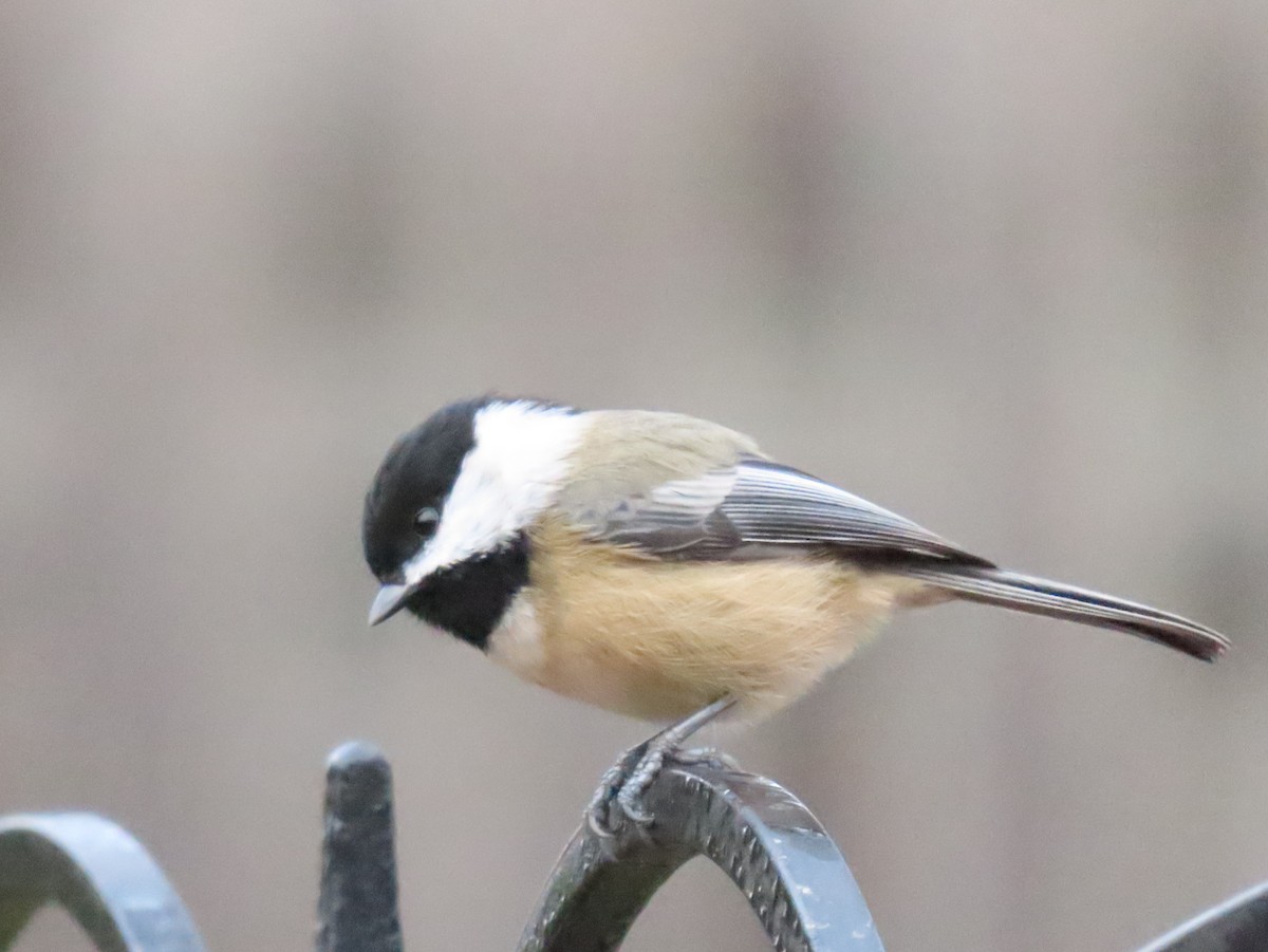 amerikameis - ML645619174