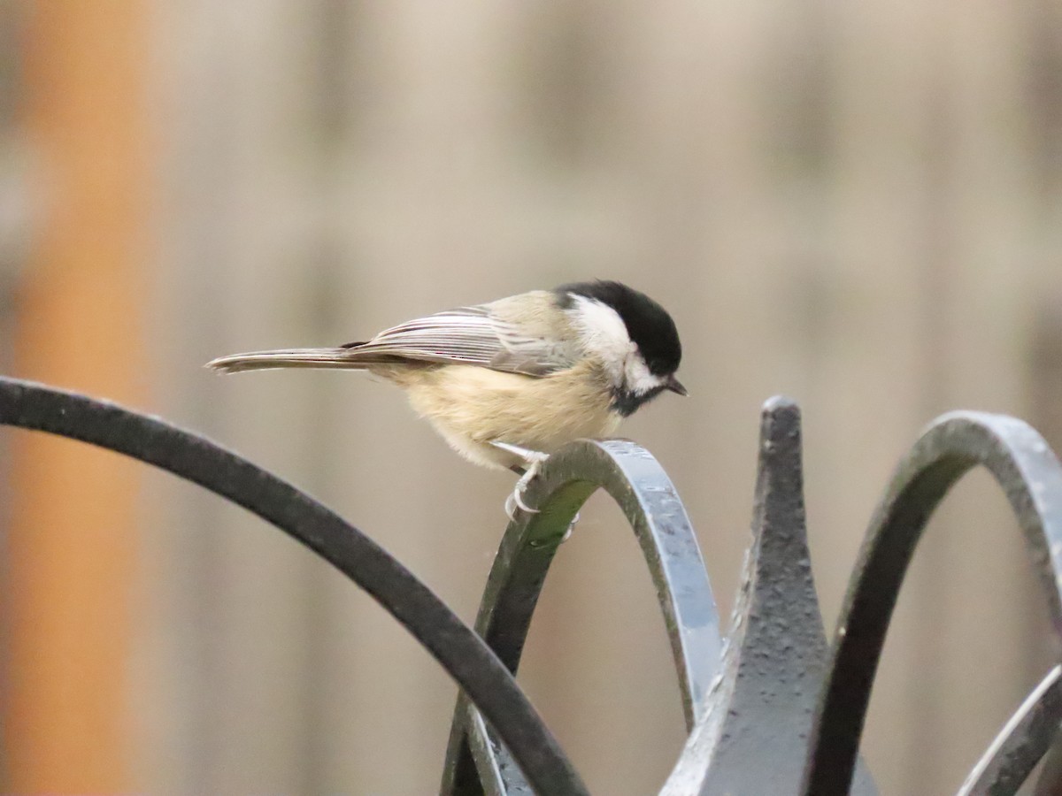 amerikameis - ML645619175