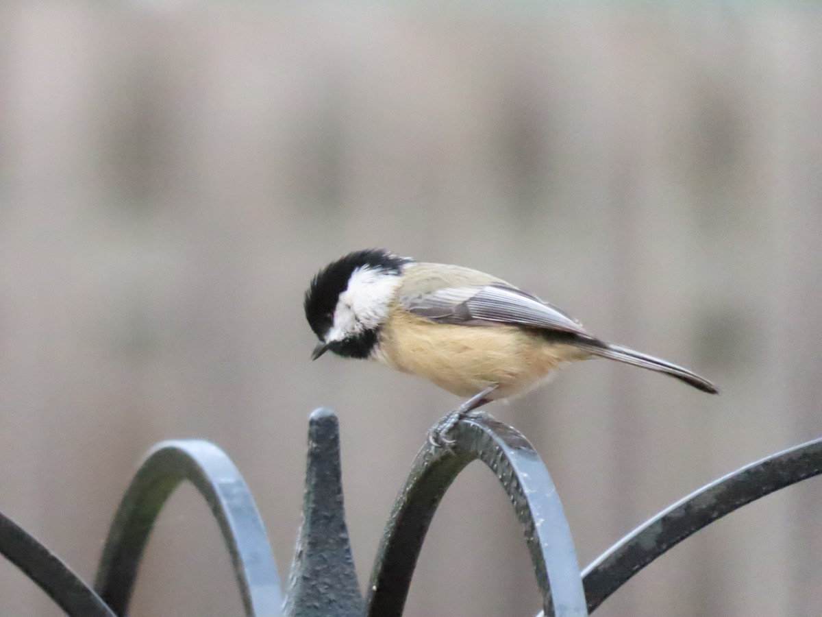 amerikameis - ML645619176