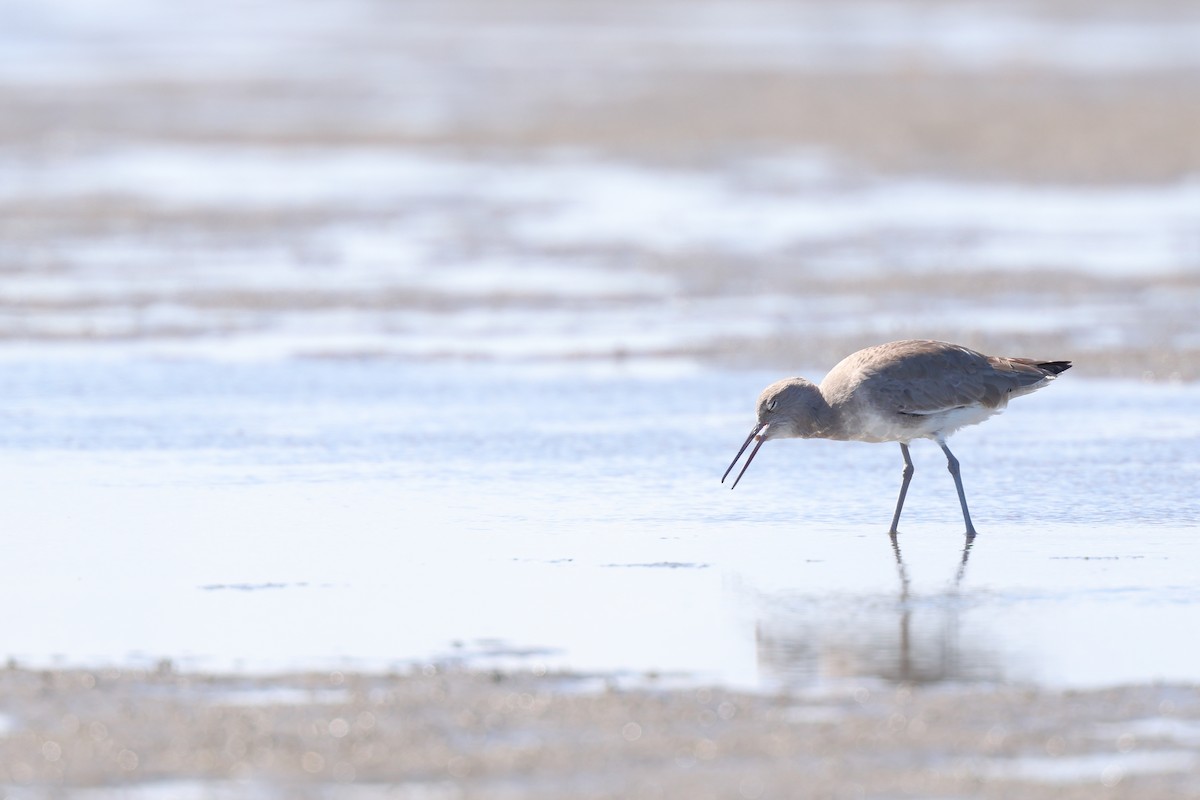 willetsnipe (inornata) - ML645619179