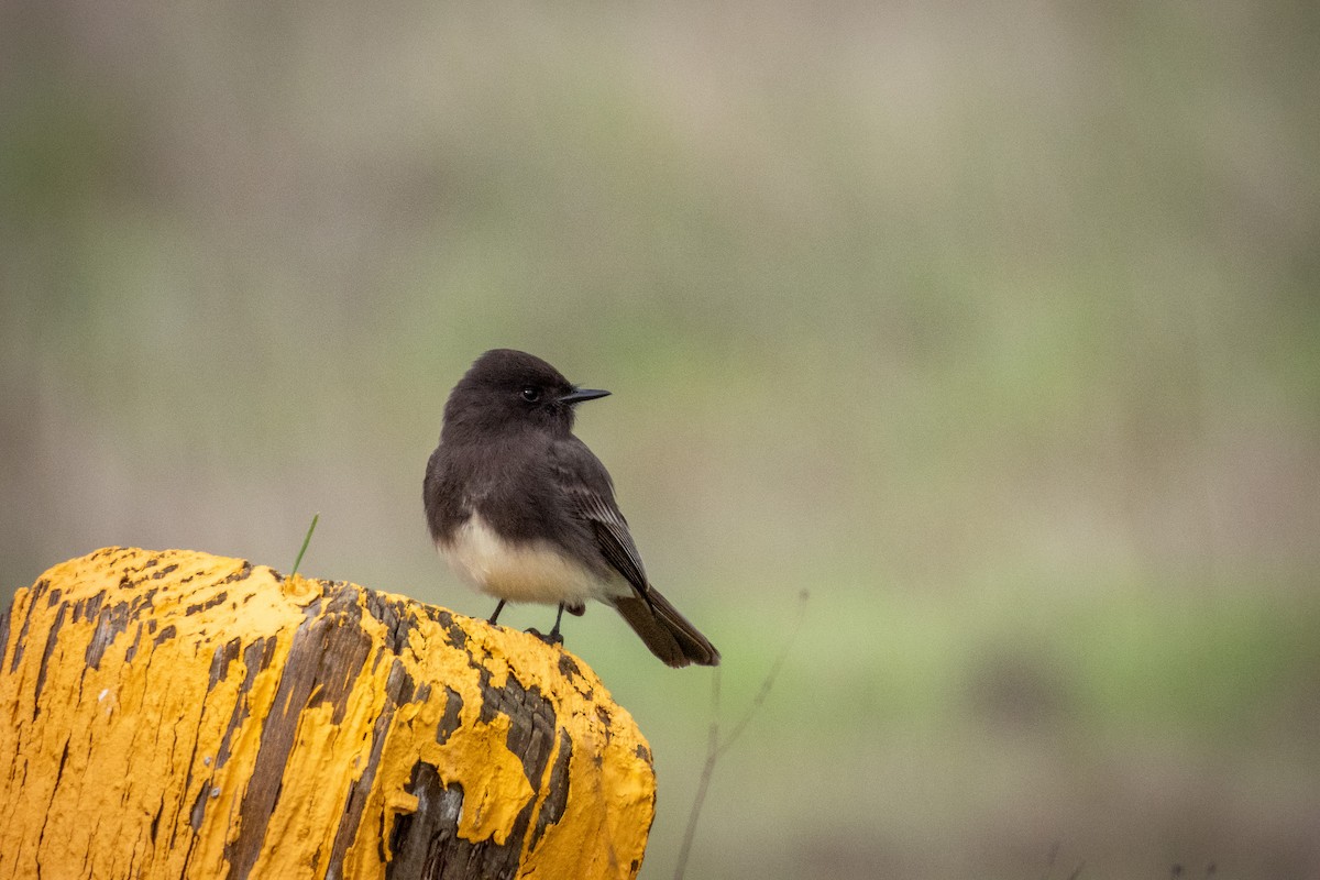 svartfibi - ML645619180