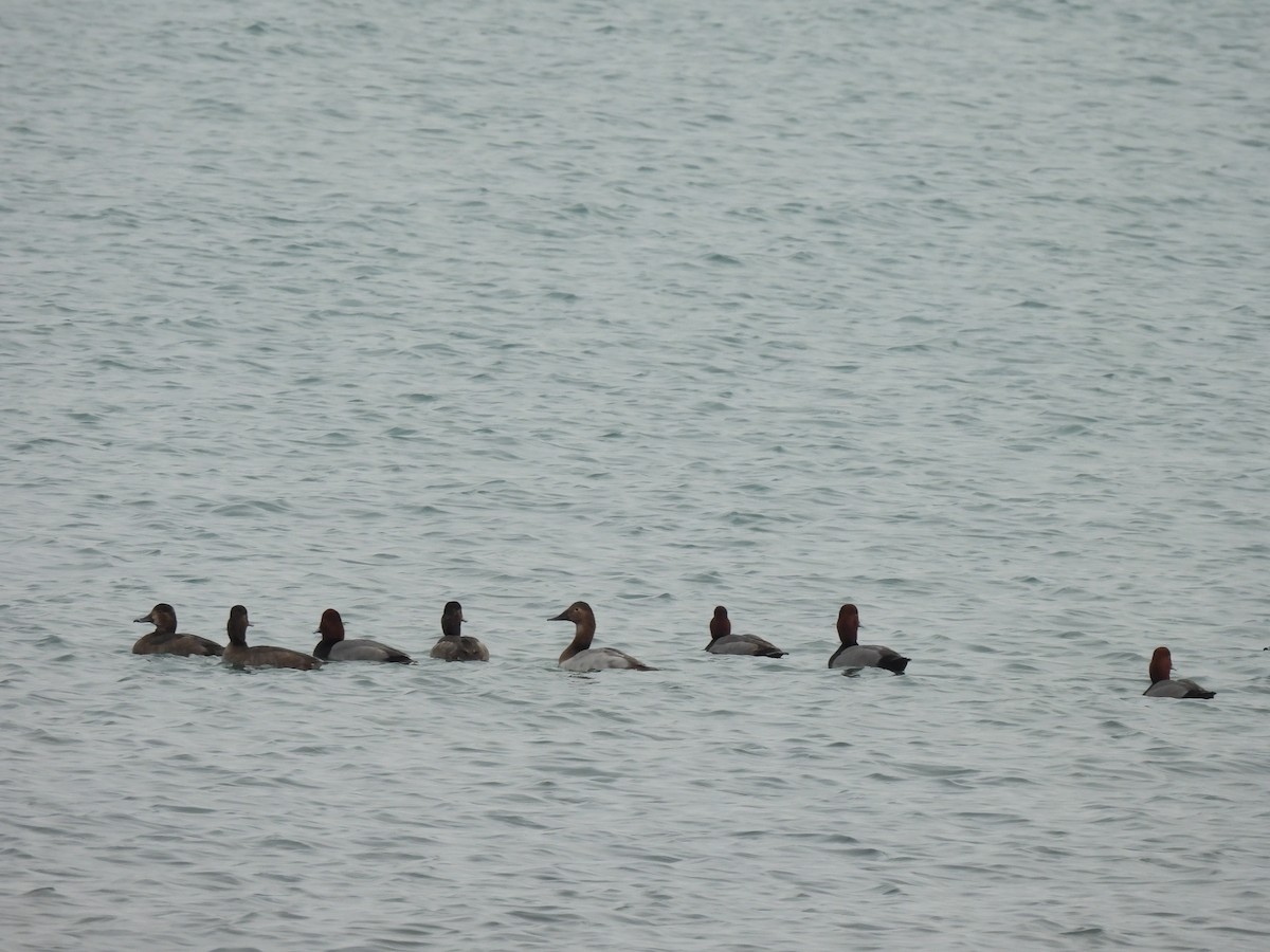 kanvasand - ML645619181