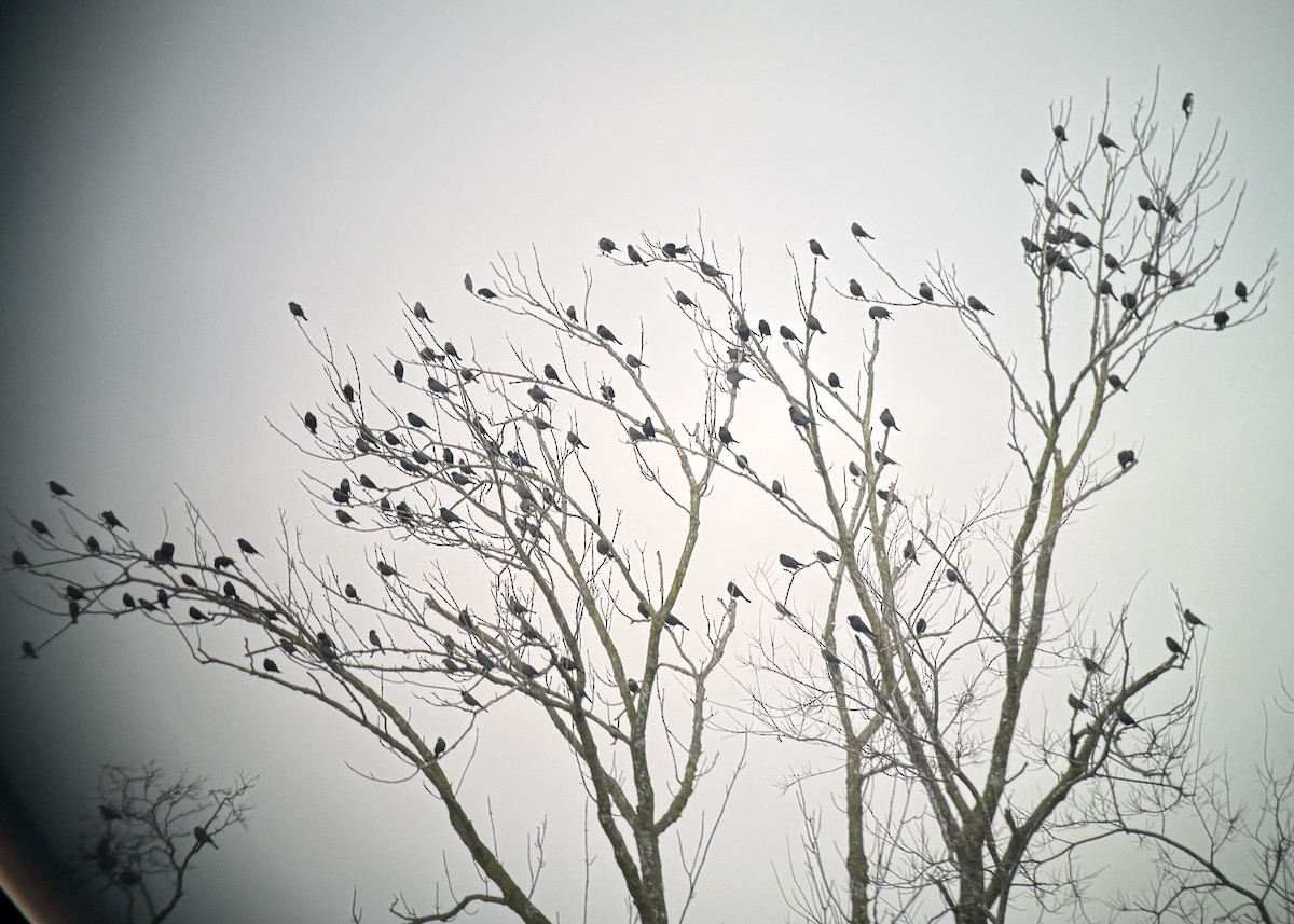 Brewer's Blackbird - ML645619185