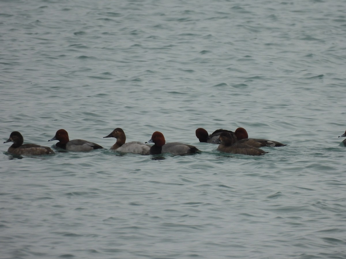 Murgilari bizkarzuria - ML645619188