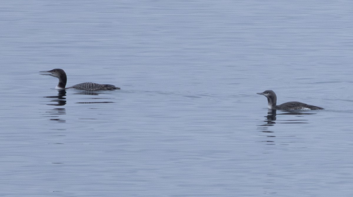 potáplice malá - ML645619190