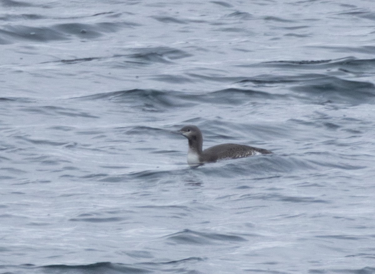 potáplice malá - ML645619193