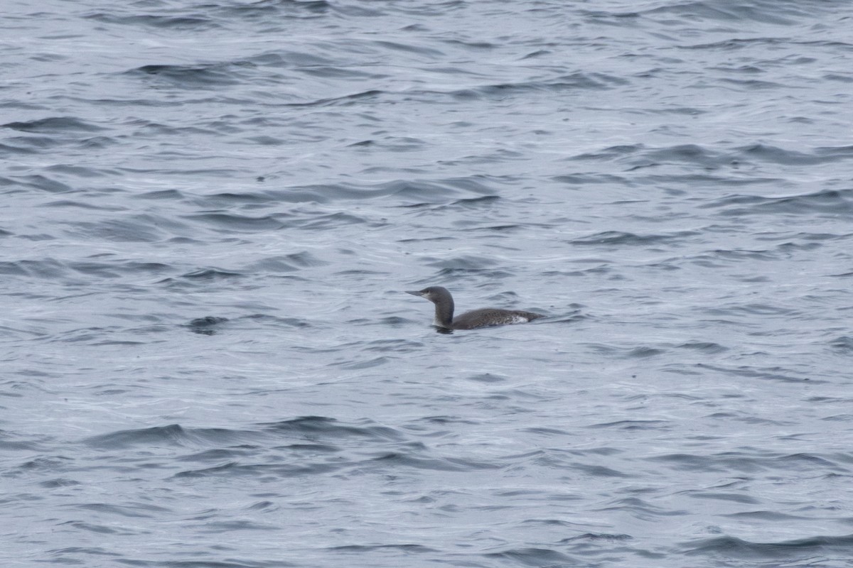 potáplice malá - ML645619196