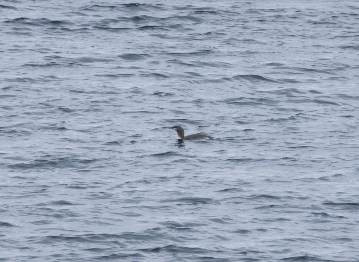 紅喉潛鳥 - ML645619197