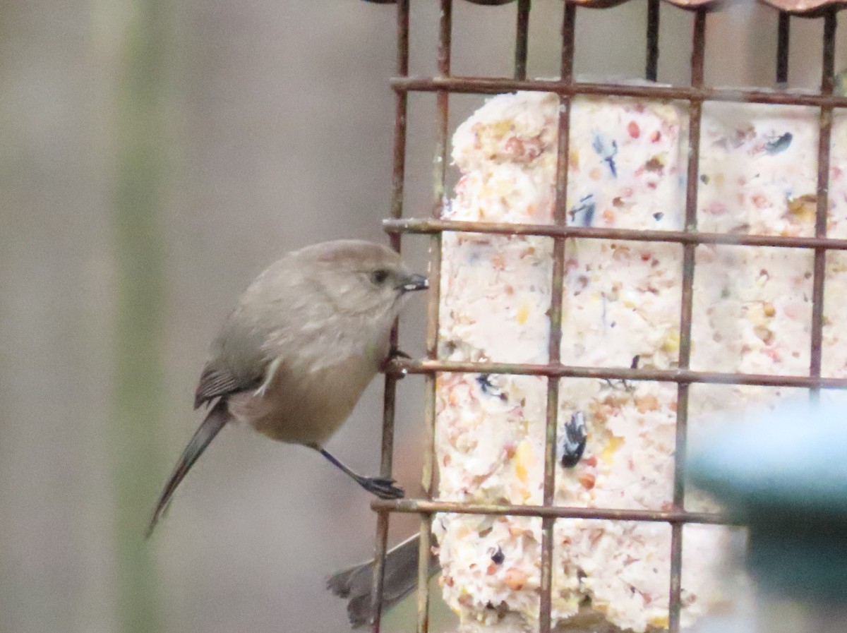 Bushtit - ML645619198