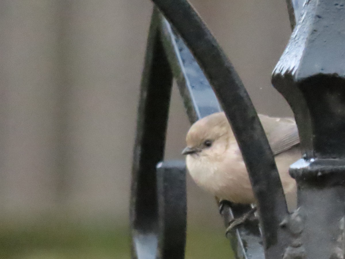 Bushtit - ML645619199